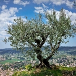 Drzewko oliwne w Corlenone